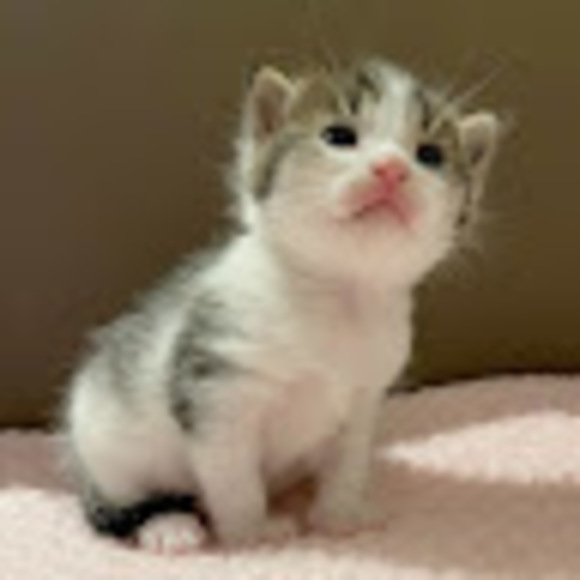 Meet your Posher, Cartier - Picture 1 of 1